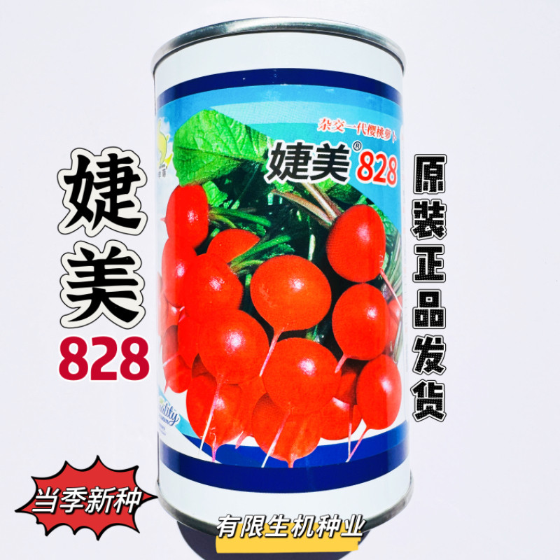 正品婕美828樱桃萝卜种子早熟一代杂交蔬菜种小萝卜红丁萝卜种籽