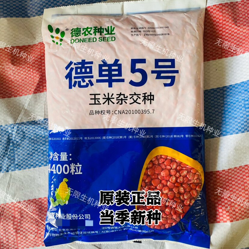 德单5号玉米种子高产抗病饲料玉米种籽抗绣病大棒玉米种孑春夏季