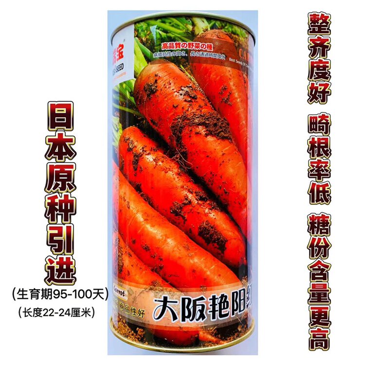 日本进口胡萝卜种子大阪艳阳红橙红口感脆嫩高产抗病商品性佳春秋