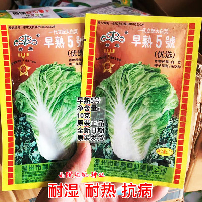 早熟五号白菜种子耐热耐湿抗病