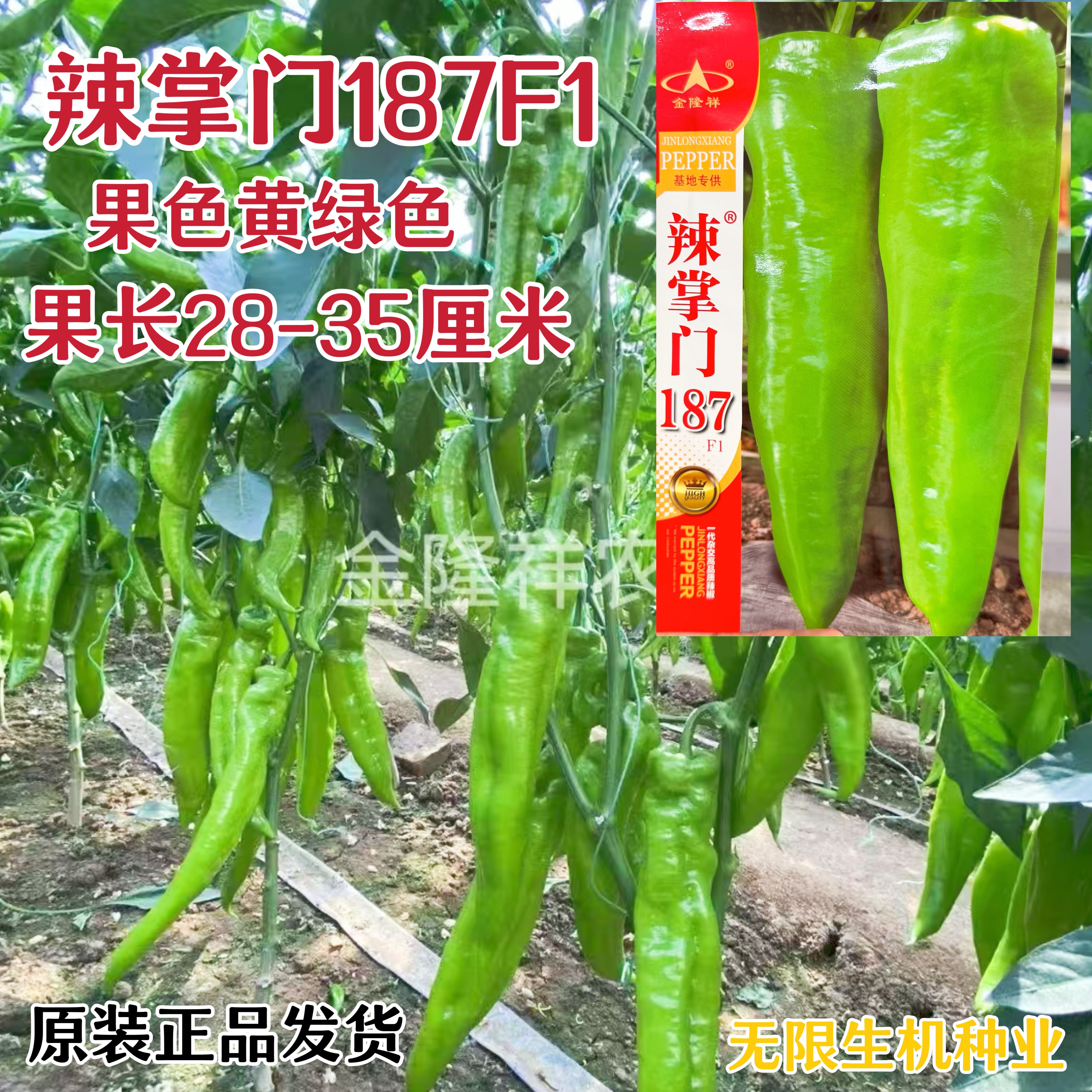 辣掌门187牛角椒种子黄绿皮大果牛角椒种籽中辣高产抗病辣椒籽种