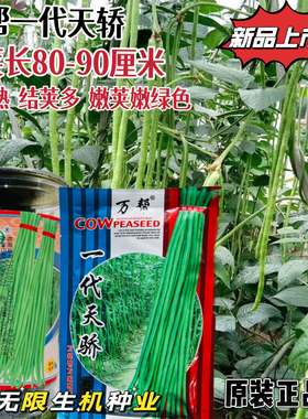 万帮一代天骄豇豆种子翠绿色肉厚加长型结荚多长豆角种籽农家大田