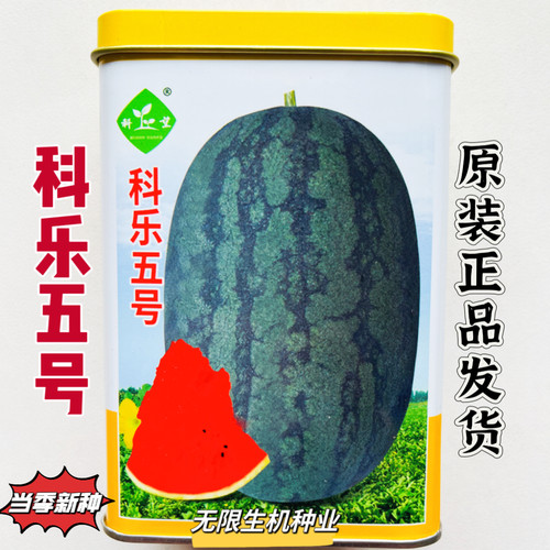 科乐五号西瓜种子大果型椭圆黑皮红瓤肉质细脆大田种植西瓜种籽孑