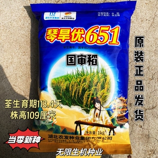 琴旱优651旱稻种子杂交旱稻种籽比高产长粒香旱地山地优质稻谷种