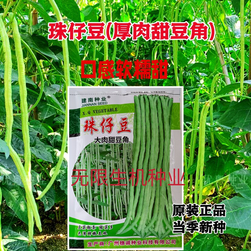 猪珠仔豆种籽农家八月豆种籽浅绿大肉甜豆角种孑春夏秋季蔬菜种子