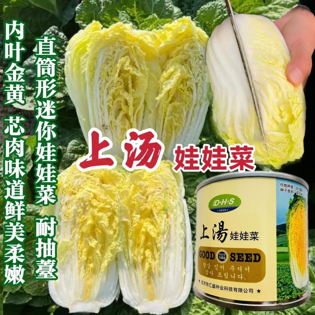 上汤娃娃菜种子心黄直筒形白菜迷你娃娃黄心白菜种籽早熟高产春秋
