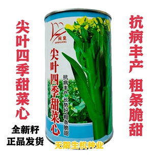 广东菜心种籽尖叶四季甜菜心种子耐热耐寒齐口花油绿甜菜心 正品