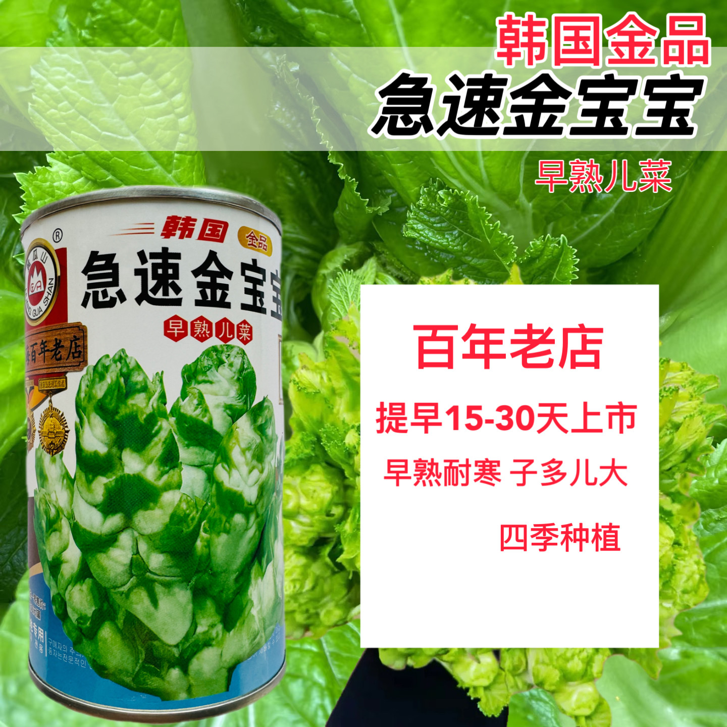 早熟儿菜种子急速金宝宝儿菜种籽早娃娃90-100天抢早上市韩国金品
