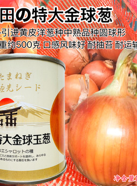 井田特大金球玉葱种子日本进口黄皮洋葱种籽口感甜脆耐抽薹耐运输