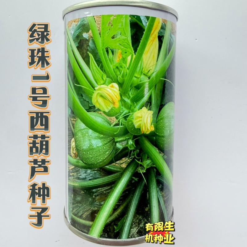 绿珠1号圆西葫芦种子 早熟35天采收 耐高温春秋播圆西葫500粒罐装