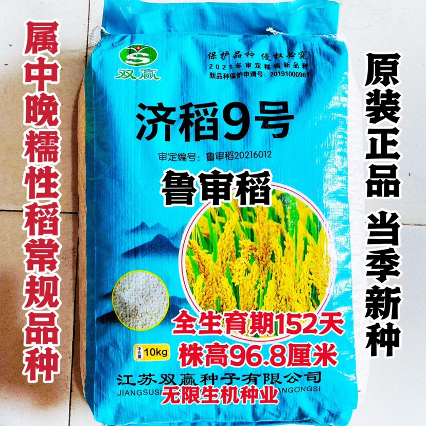 糯性水稻种子济稻9号粘糯稻种籽中晚熟圆粒常规稻种高产抗病大田