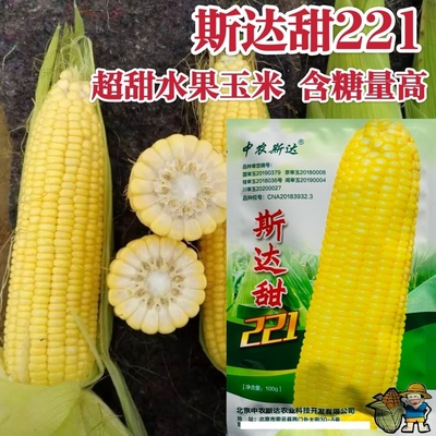 斯达甜221水果玉米种子生吃超甜鲜食甜玉米高产大棒黄甜玉米种籽