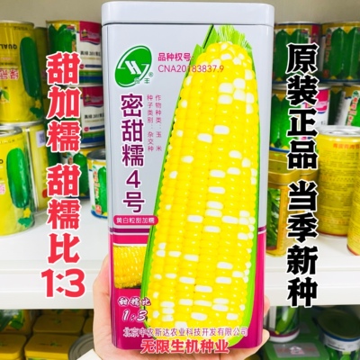 密甜糯4号玉米种子甜加糯玉米种非转基因黄白双色糯玉米种籽正品