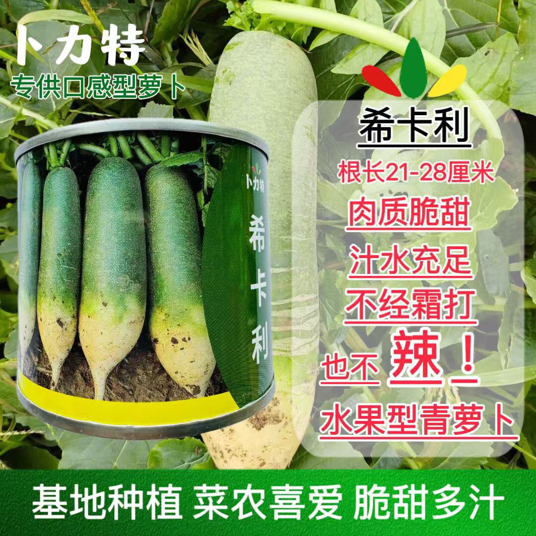 卜力特希卡利水果型甜脆青萝卜种子肉质甜脆汁水充足不辣水果萝卜