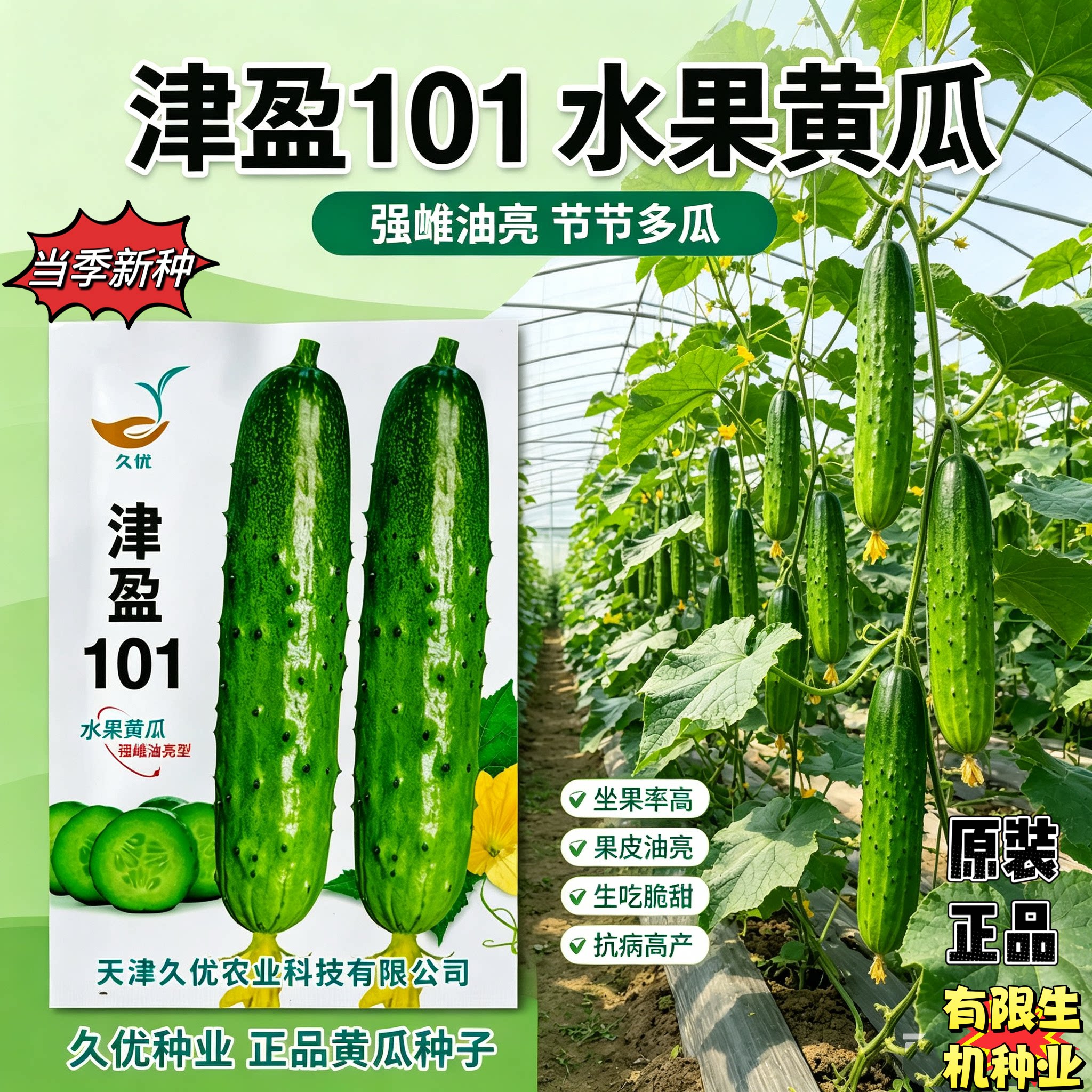 津盈101水果黄瓜种子 早熟强雌耐低温 大棚早春抗病油亮黄瓜种籽