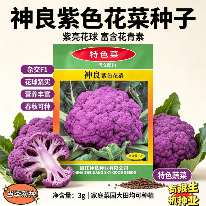 神良紫色花菜种子 一代杂交F1 花青素紫色花椰菜 特色蔬菜种子3克