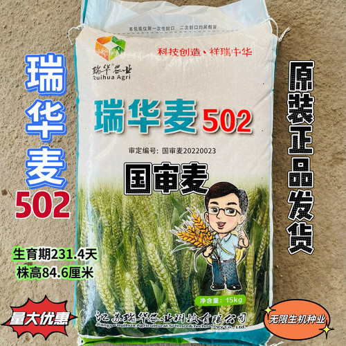 国审小麦种子瑞华麦502小麦种籽矮杆大穗麦种抗病高产新品种原种