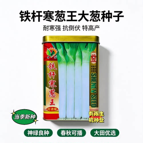 铁杆寒葱王大葱种籽 耐寒性强葱白修长 大田基地秋冬播种蔬菜种子