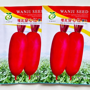 透心红萝卜种子埋泥穿心红萝卜种籽水果罗卜种红皮罗卜种蔬菜孑子