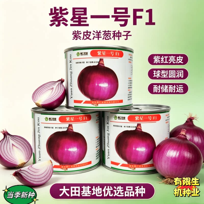 正品紫星一号洋葱种籽 球形规整耐储运 秋季播种杂交紫皮洋葱种子
