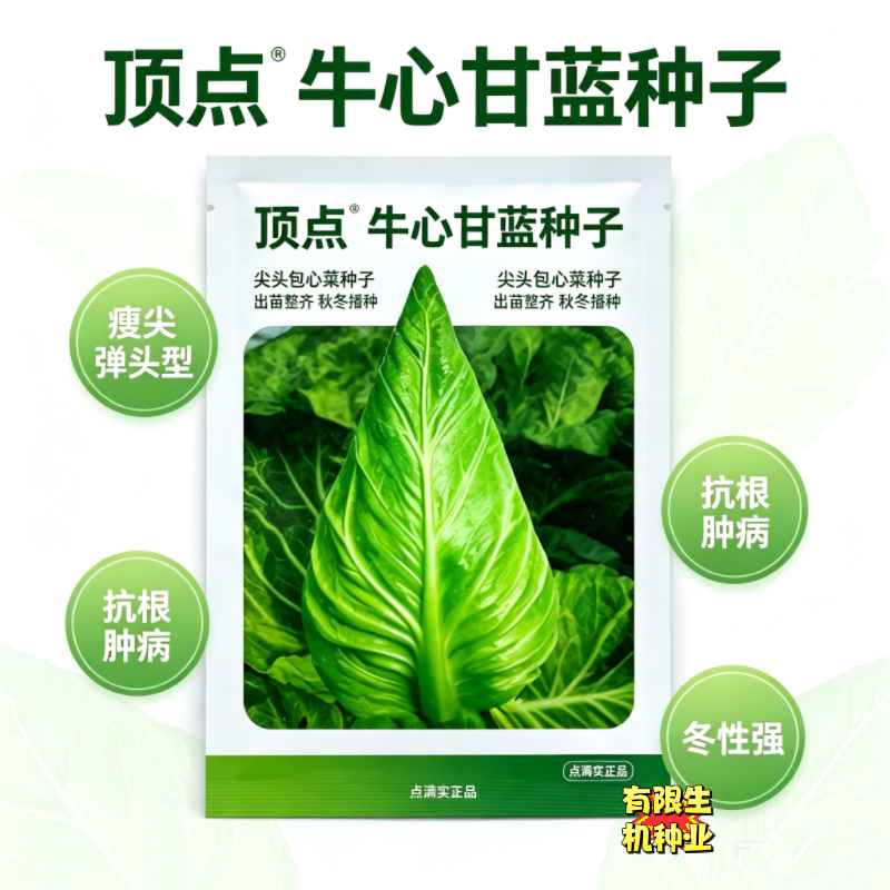 顶点尖包牛心甘蓝种子 出苗整齐冬性强 菜园大田杂交尖头包心菜种