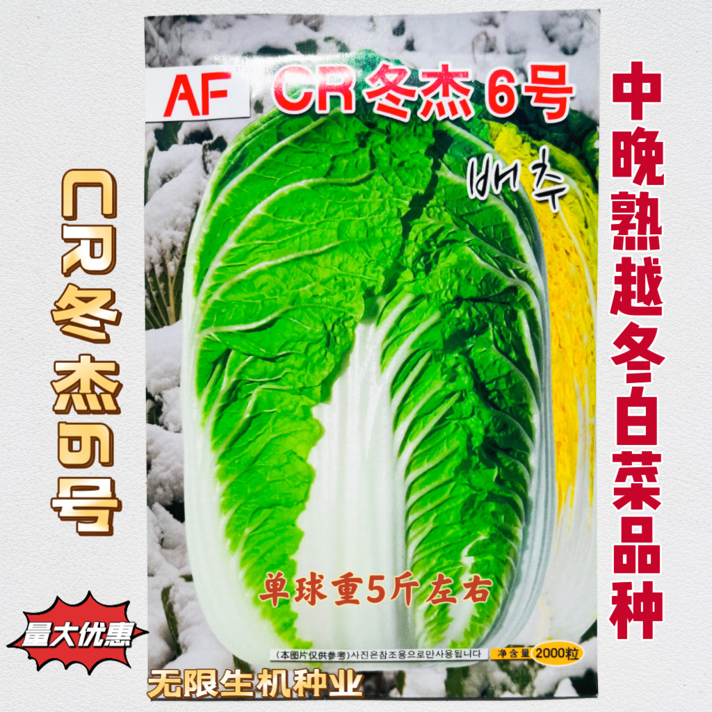 CR冬杰6号大白菜种子秋冬播冬储黄心大白菜种籽耐寒强越冬白菜籽
