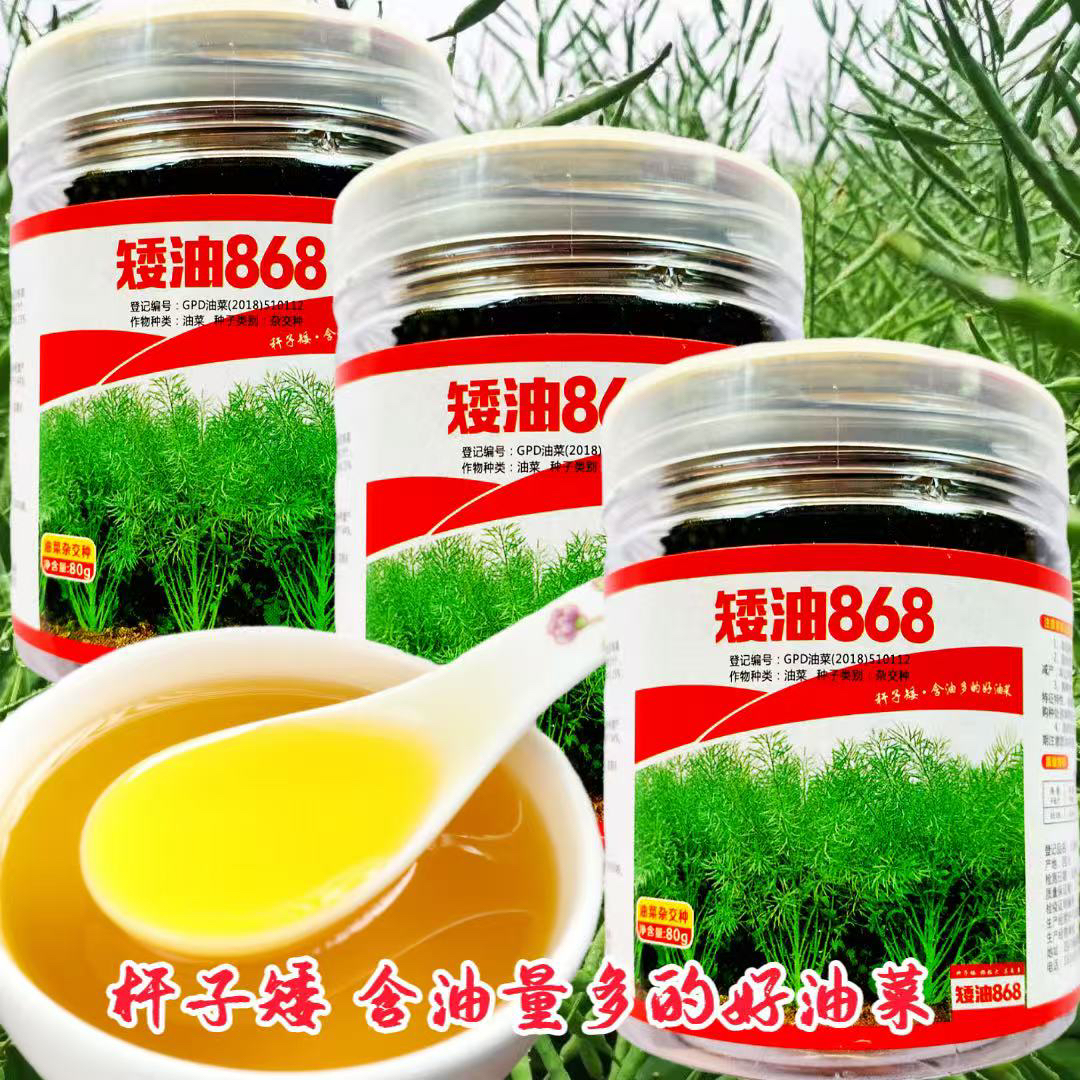 矮油868杂交油菜种子矮杆高产抗倒伏油菜籽秋冬季甘蓝型油菜种籽