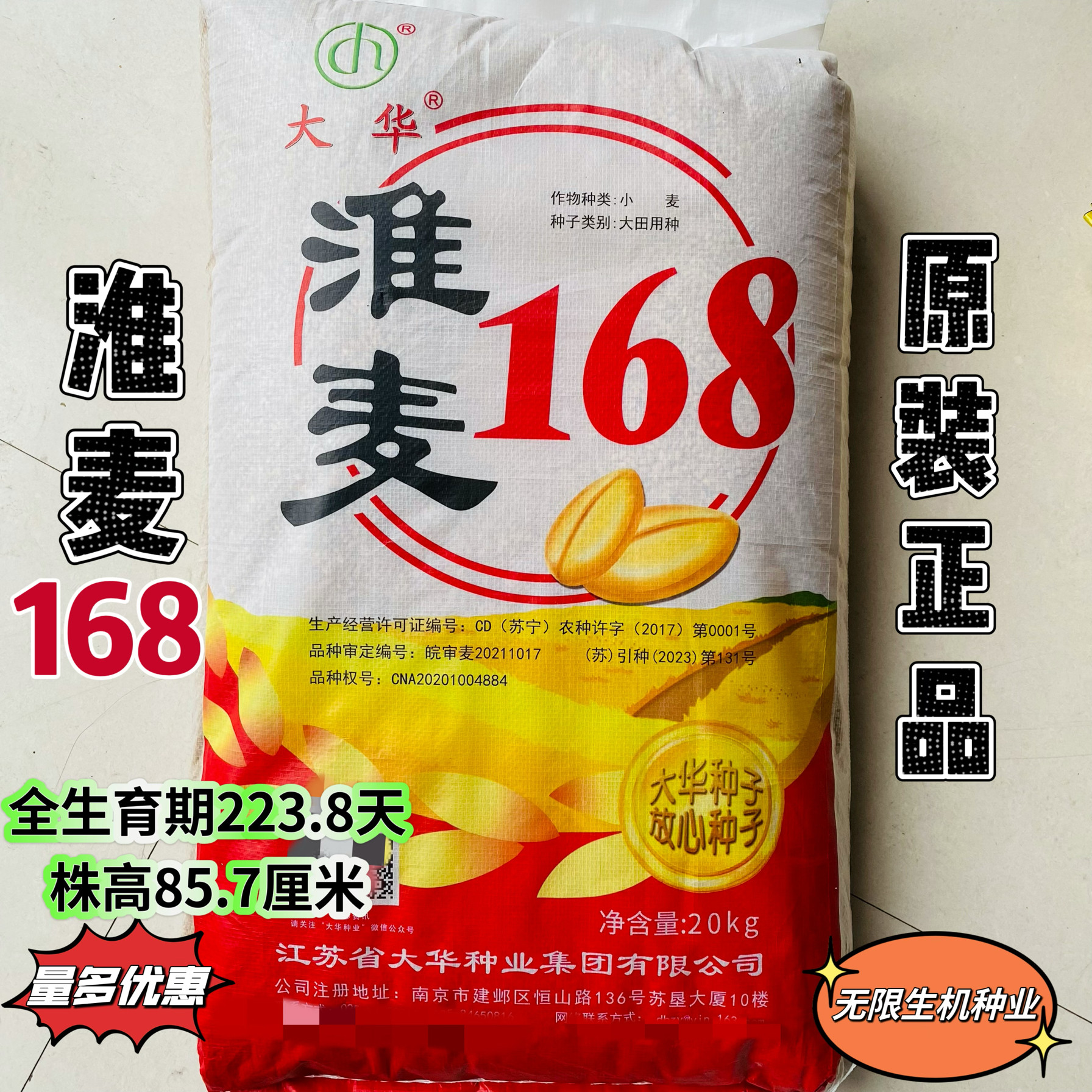 淮麦168小麦种子茎杆粗壮籽粒饱满抗病耐寒抗倒伏农家秋季大田播