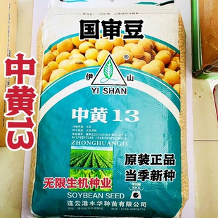 黄豆种子中黄13黄豆大豆种籽孑大田农场高产品种种粒饱满出芽率高