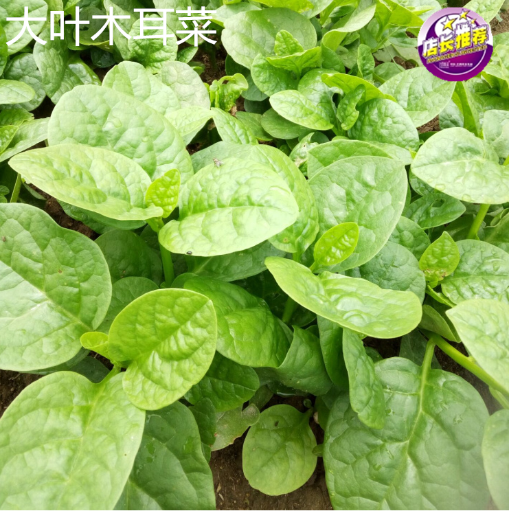 大叶木耳菜种子秋冬季四季圆叶好吃木耳菜菜种籽农家蔬菜种孑包邮
