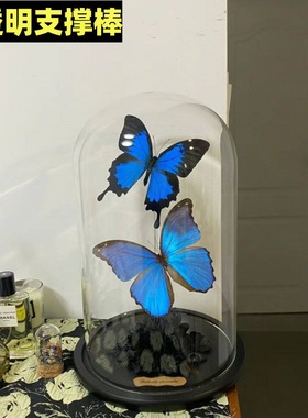 蝴蝶标本玻璃罩永生花DIY手办盲盒黏土软陶微景观干花展示防尘罩