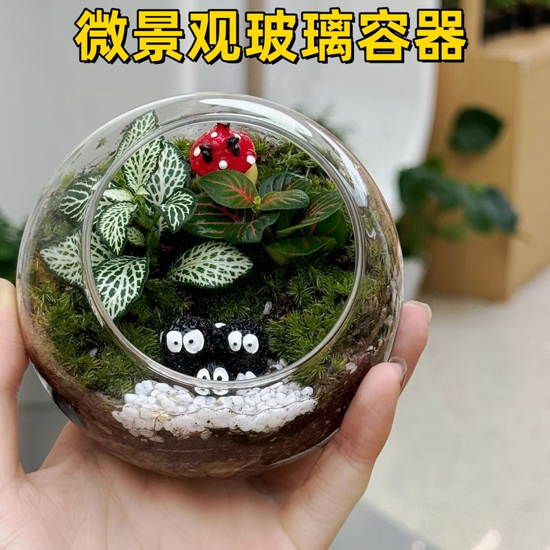 微景观生态瓶植物苔藓玻璃容器diy材料桌面透明圆形多肉水培花瓶