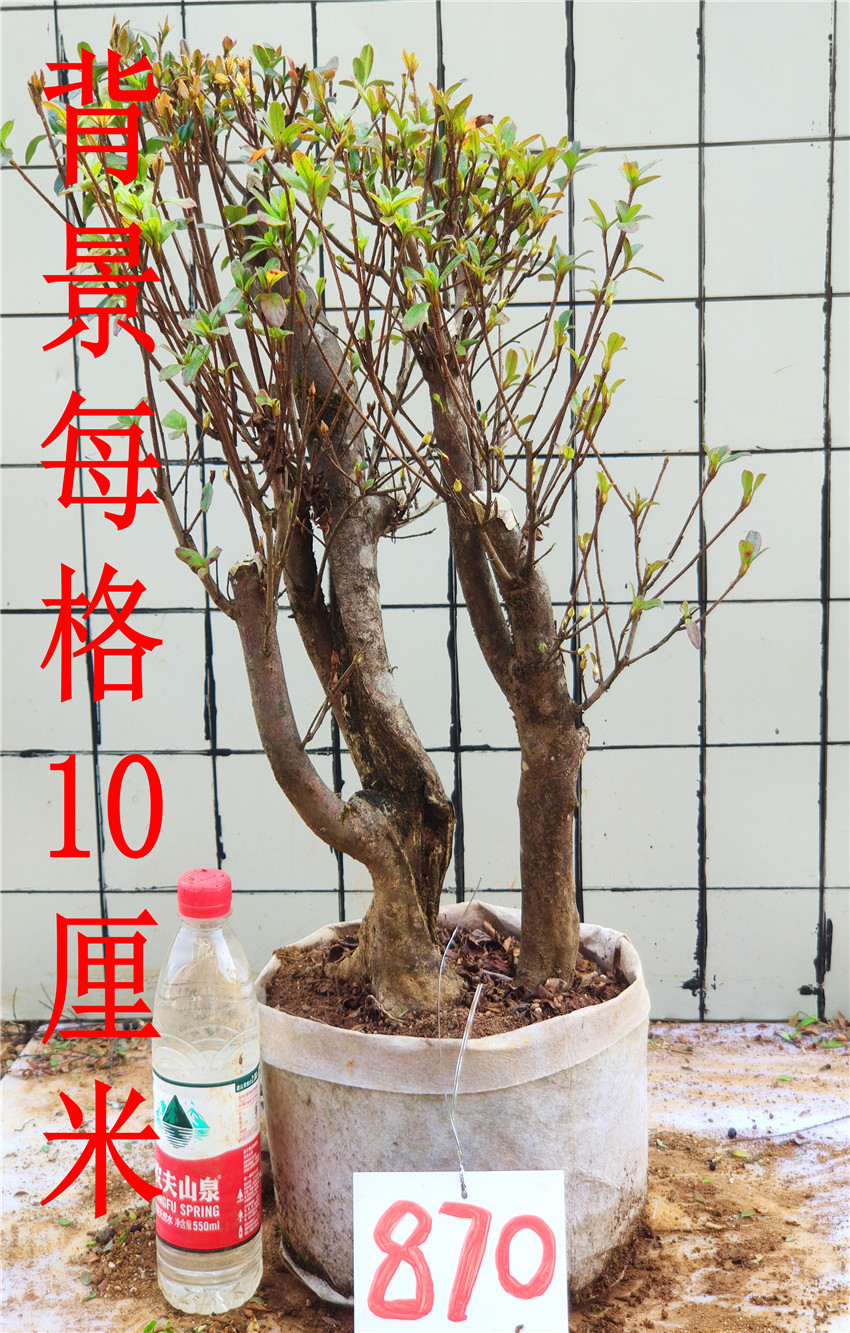 古桩盆景价格 古桩盆景图片 星期三 古桩盆景价格 古桩盆景图片 星期三