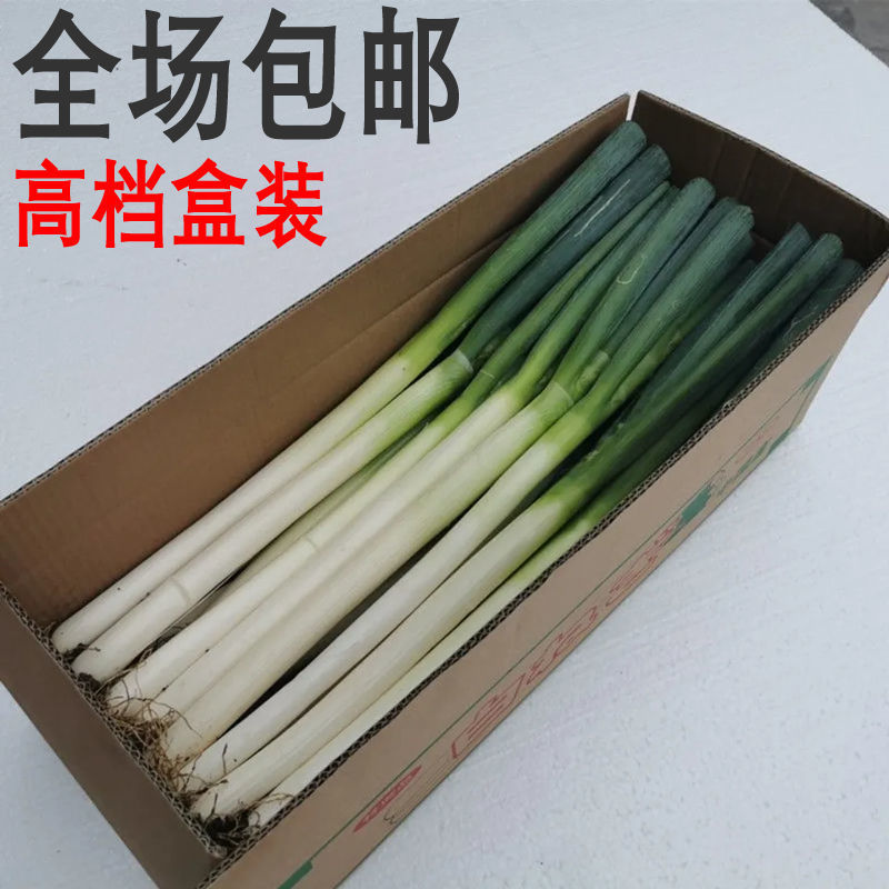 特级大葱山东铁杆鲜嫩京葱新鲜蔬菜现挖现发农家自种食用整箱包邮