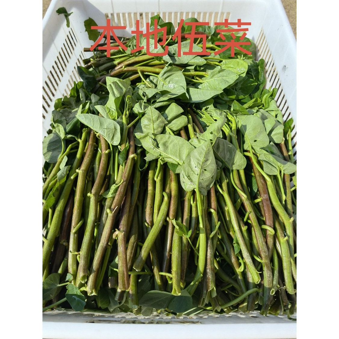 江西赣南老品种空心菜满地爬藤菜石城老品种空心菜现摘现发1500g