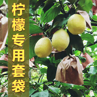柠檬专用纸套袋果园树保护袋子防虫防水青柠檬包果双层育果袋包邮