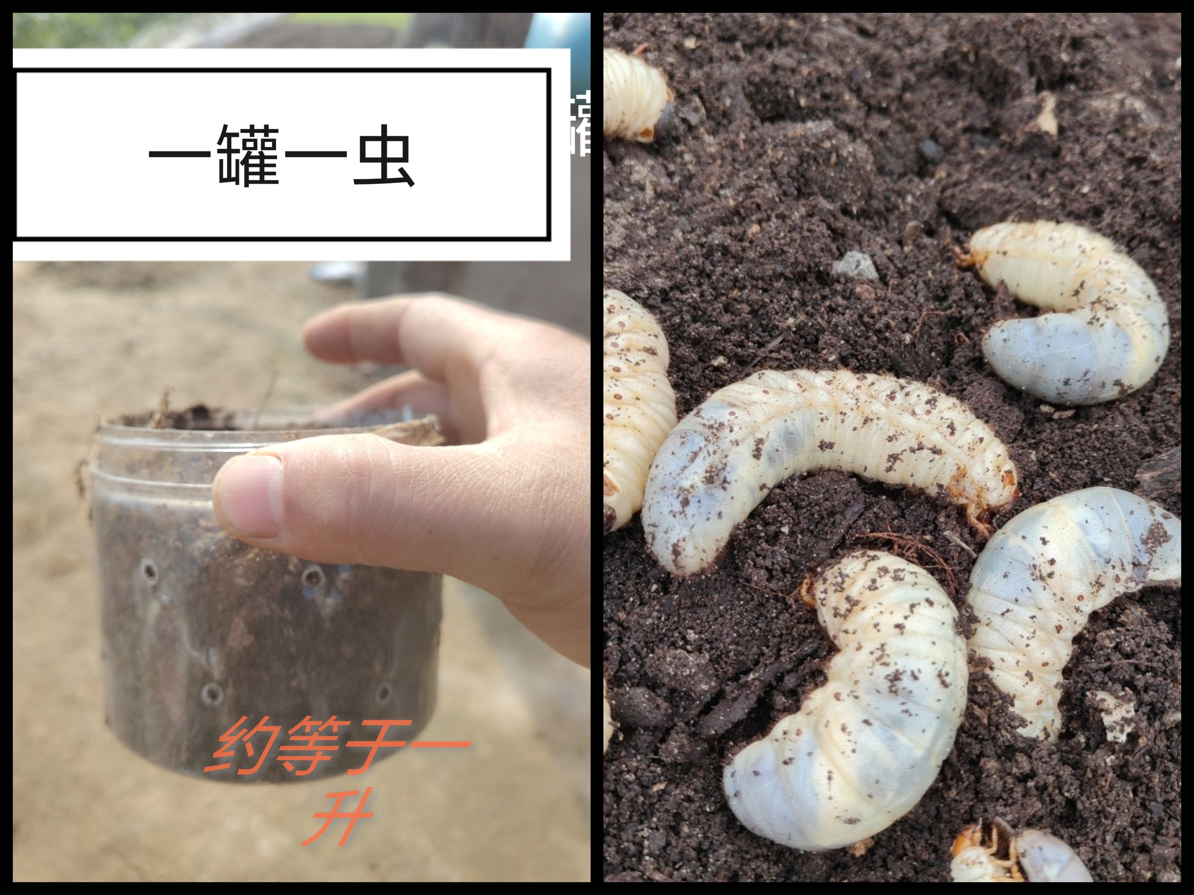 独角仙甲虫昆虫幼虫宠物活物锹形虫幼虫饲养套装无毒好养