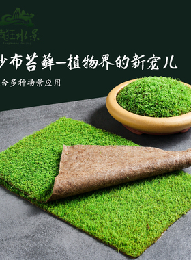 鲜活苔藓微景观盆景蒲面青苔纱布短绒小灰苔藓庭院草皮雨林水陆缸