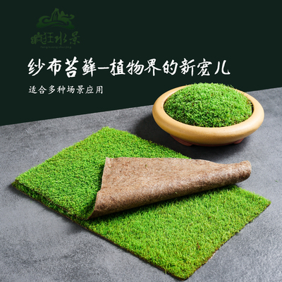 纱布苔藓，真正的做到鲜活发货。
