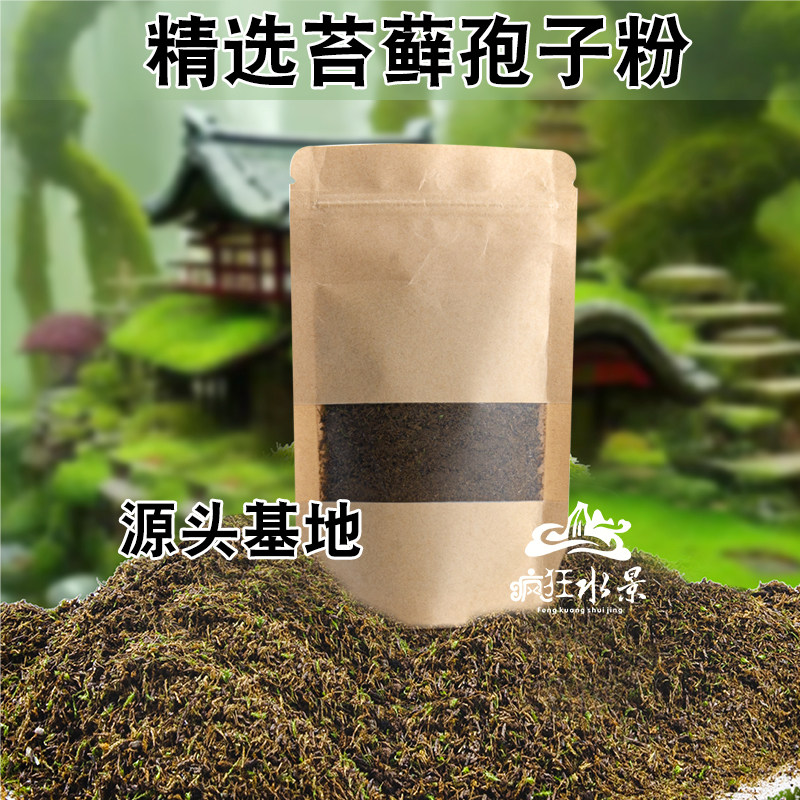 苔藓种子孢子粉上水石盆景铺面青苔藓微景观