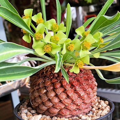 铁甲丸 Euphorbia bupleurifolia苏铁大戟块根多肉盆栽