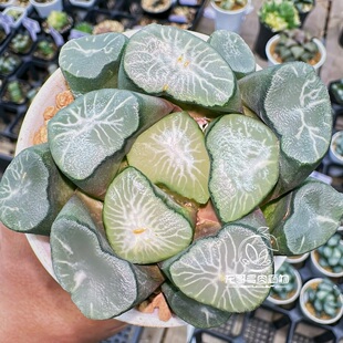 欧大宝万象 欧若拉玉露十二卷多肉植物绿植盆栽 一物一拍