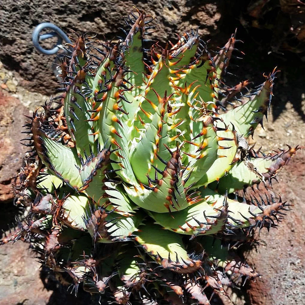 黑魔殿芦荟 Aloe erinacea 多肉植物绿植盆栽 一物一拍 带盆发货