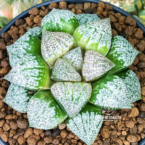 巴塔哥尼亚 白银寿玉露十二卷多肉植物绿植盆栽一物一拍