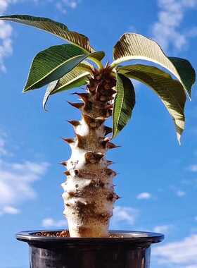 巴洛尼 巴氏棒槌 Pachypodium baronii 多肉植物块根盆栽