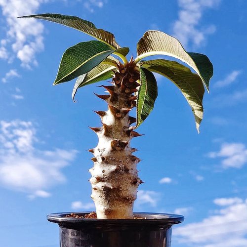 巴洛尼 巴氏棒槌 Pachypodium baronii 多肉植物块根盆栽