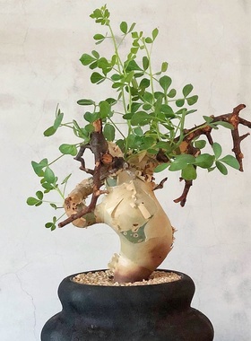 卡塔夫正白皮橄榄 Commiphora kataf 块根多肉植物