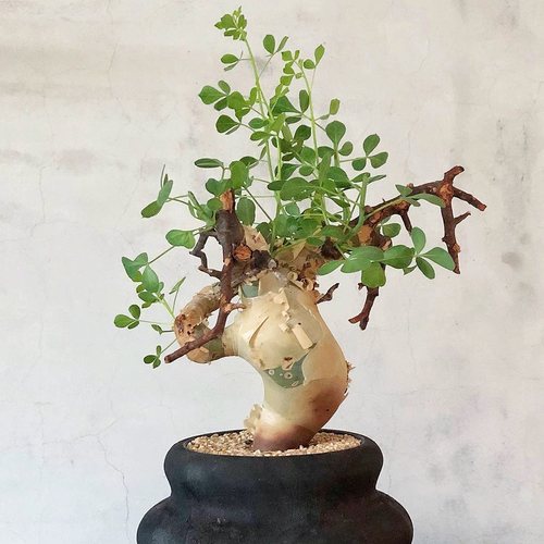 卡塔夫正白皮橄榄 Commiphora kataf 块根多肉植物