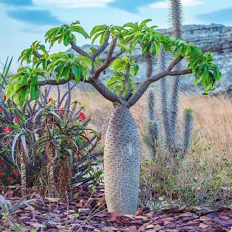 非洲霸王树 pachypodium lamerei fiherense 块根 一物一拍