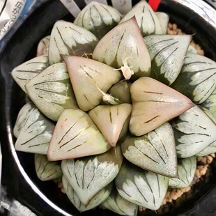 金子实生寿 玉露十二卷 多肉植物盆栽绿植 一物一拍